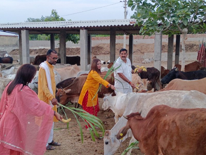 गौशाला सेवा — Cow Protection